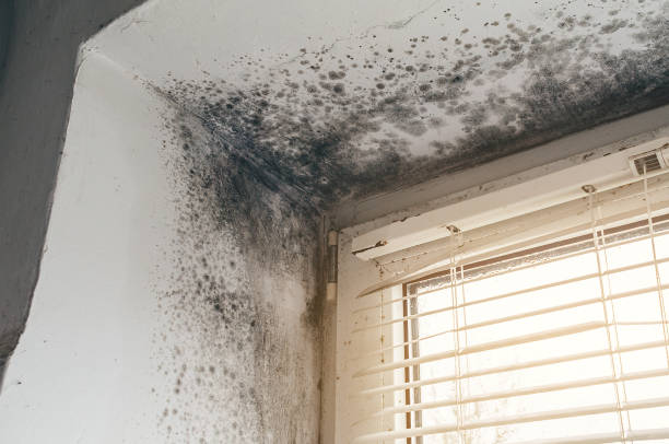 Affordable Mold Cleanup solutions in Closter, NJ